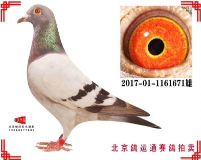 酷克,550公里173名,2017011161671雄