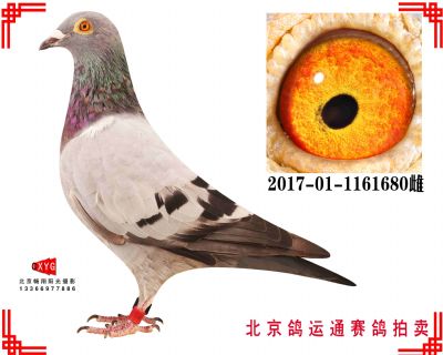 酷克,550公里25名,2017011161680雌