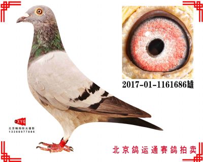 酷克,550公里325名,2017011161686雄