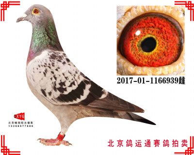 超级73,550公里389名, 2017011166939雌