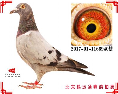 英格斯,550公里191名,2017011166940雄