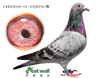 2.速霸龙血系.0328218
