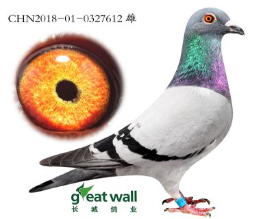 3.盖比鲁迪x超级王子血系.0327612
