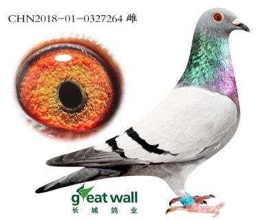 5.速霸龙血系.0327264