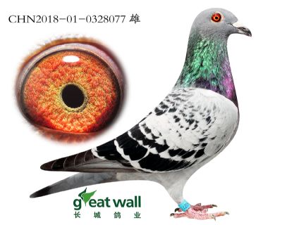 6.奶酪x凡戴克.0328077