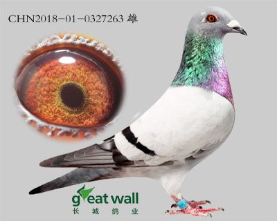 7.速霸龙血系.0327263