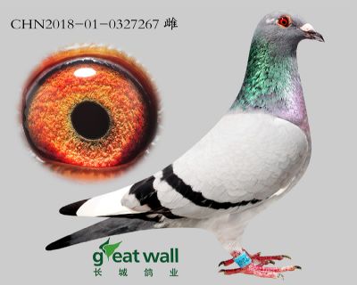 11.新福雷迪孙代.0327267