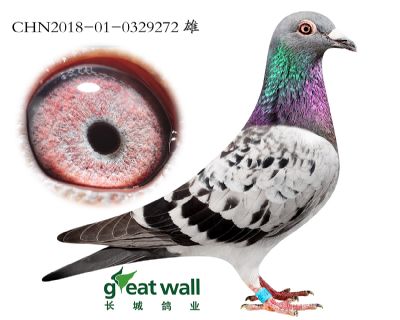 12.萨甘x麦西玛.0329272
