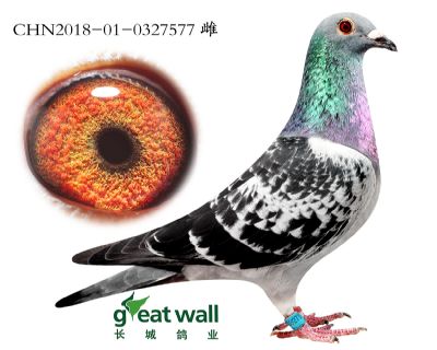 13.速霸龙血系.0327577
