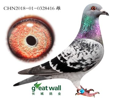 15.开尔鸽王88子代.0328416