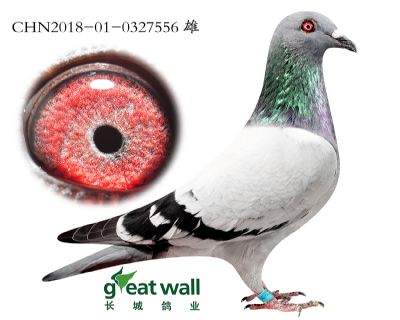 16.奶酪诺尔近血孙.0327556