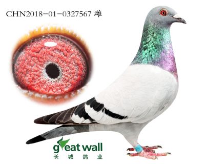 1.利奥x考夫曼x盖比.0327567