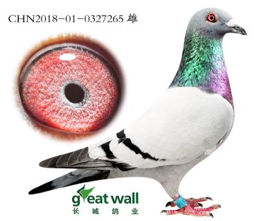 4.速霸龙血系.0327265
