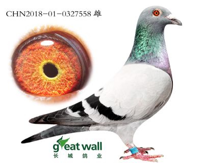 5.新福雷迪近血孙.0327558