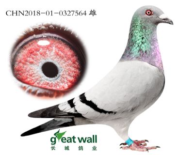 6.莫西亚子代.0327564