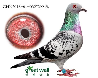 7.奶酪小子近血.0327299