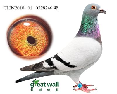 8.速霸龙血系.0328246