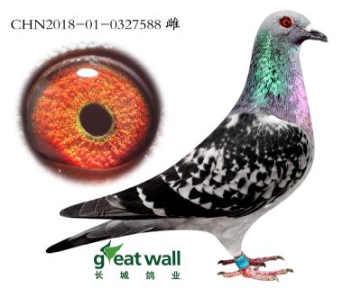 9.小鹰号及狮王孙代.0327588