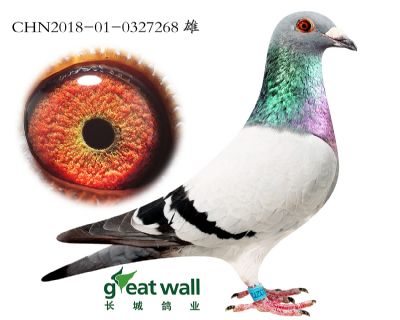 10.新福雷迪孙代.0327268