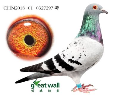 11.史蒂法诺子代.0327297