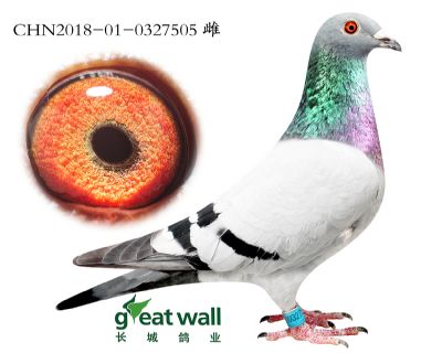 13.百鸽冠军半弟做出.0327505