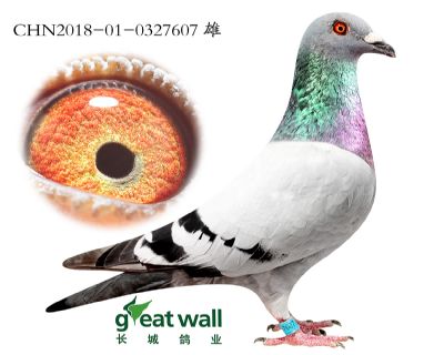 14.卡普加强赛亚军直子.0327607