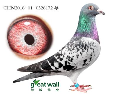 16.灰梦孙代.0328172