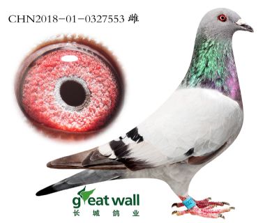 17.奶酪金棕榈雌孙代.0327553
