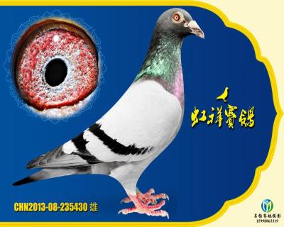 克拉克詹森超级430()