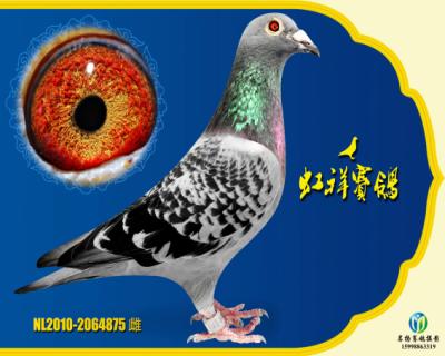 克拉克詹森超级875