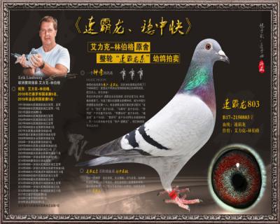 速霸龙803