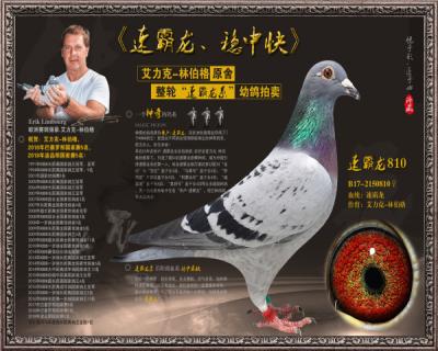 速霸龙810