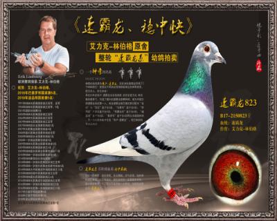 速霸龙823