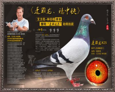 速霸龙825