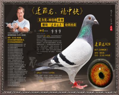速霸龙828
