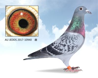 甘纳斯“顶级明星”