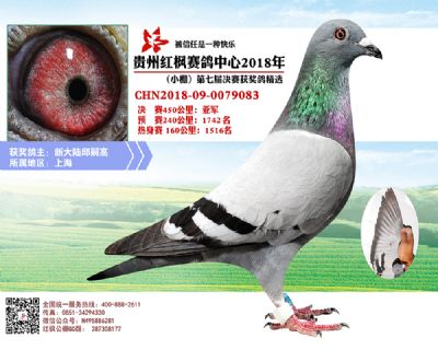 红枫小棚决赛亚军
