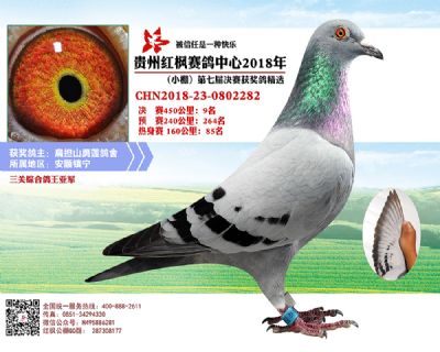 红枫小棚决赛9名