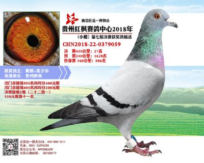 贵州红枫赛鸽中心(小棚)-中国信鸽信息网各地公棚
