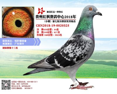 红枫小棚决赛44名