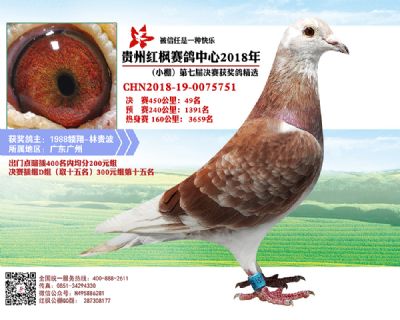 贵州红枫赛鸽中心(小棚)-中国信鸽信息网各地公棚
