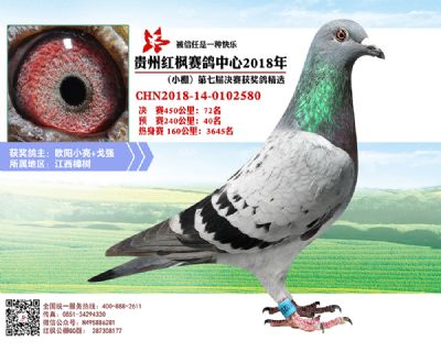 红枫小棚决赛72名