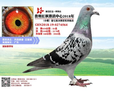 红枫小棚决赛84名