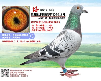 红枫小棚决赛113名