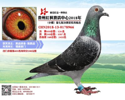 红枫小棚决赛126名