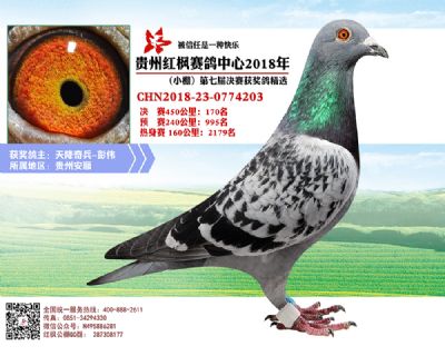 红枫小棚决赛170名
