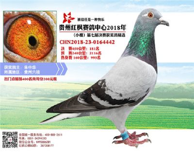 红枫小棚决赛181名