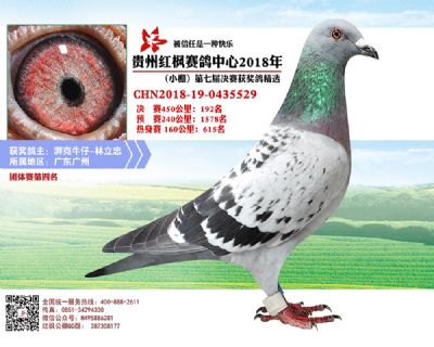 红枫小棚决赛192名