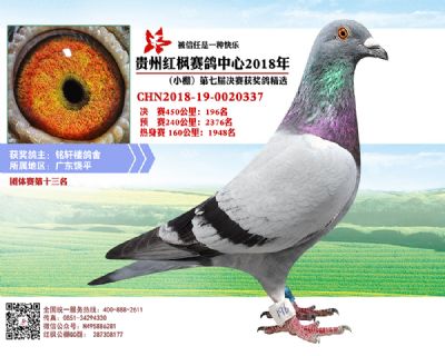 红枫小棚决赛196名