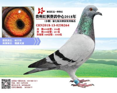 红枫小棚决赛206名